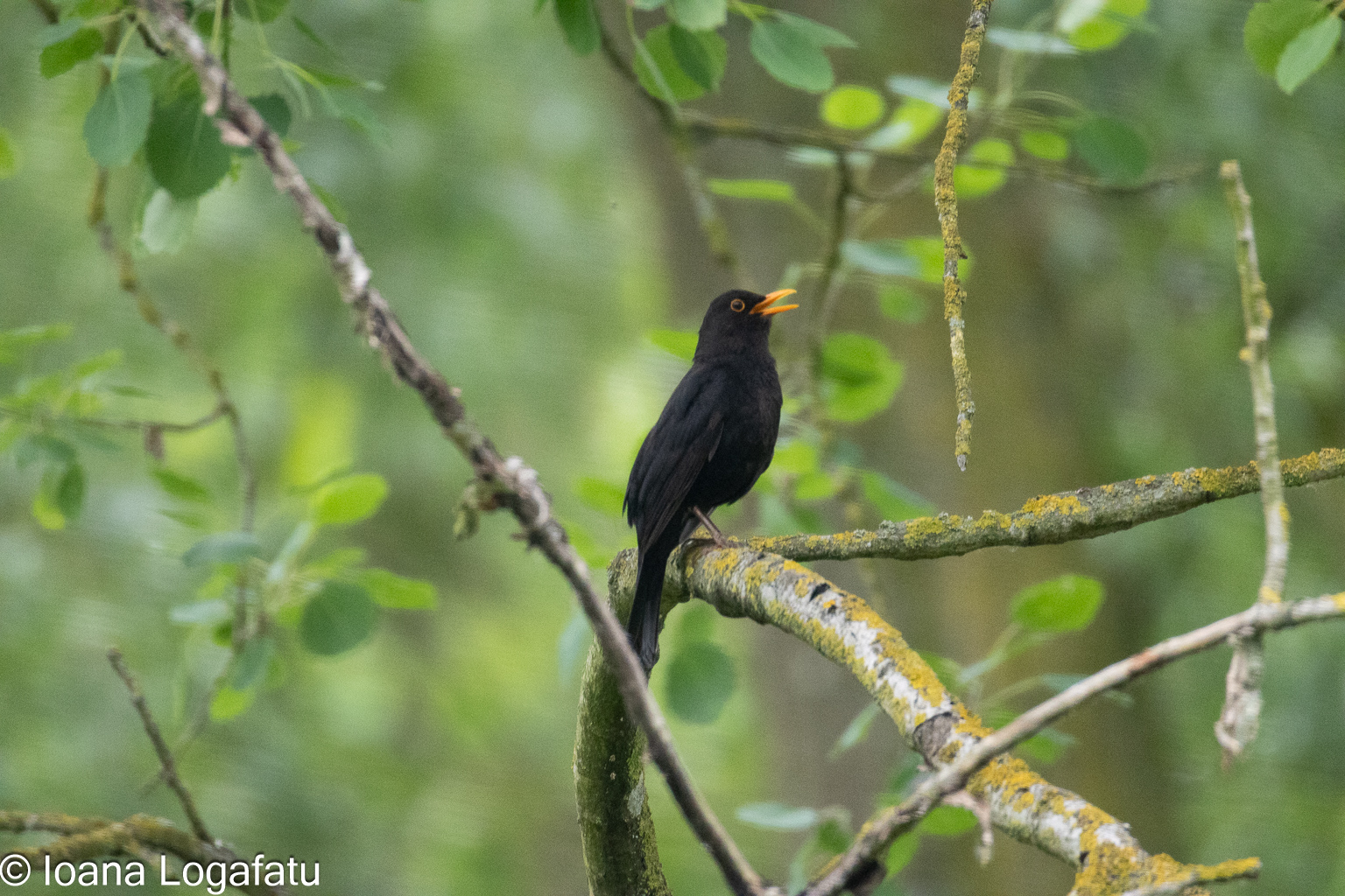 Blackbird sings atop a branch in tranquil forest
